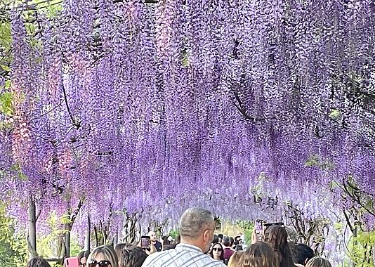 Il glicine fiorito di Villa Bardini - foto Blue Lama