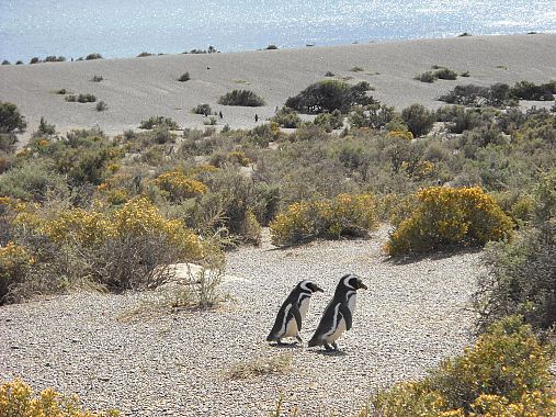 Pinguini - foto Blue Lama