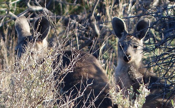 Un canguro con il cucciolo quasi adulto - foto Alberta Canepa