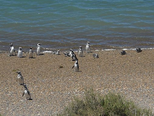 Pinguini - foto Blue Lama