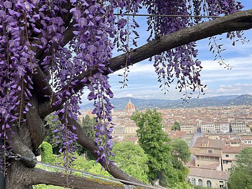 Il glicine fiorito di Villa Bardini - foto Blue Lama