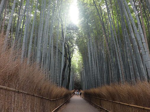 Il bosco di bamb&ugrave; di Arashiyama - foto Blue Lama