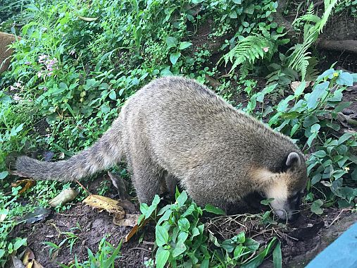 Un coato nel parco di Iguaz&ugrave; - foto Blue Lama